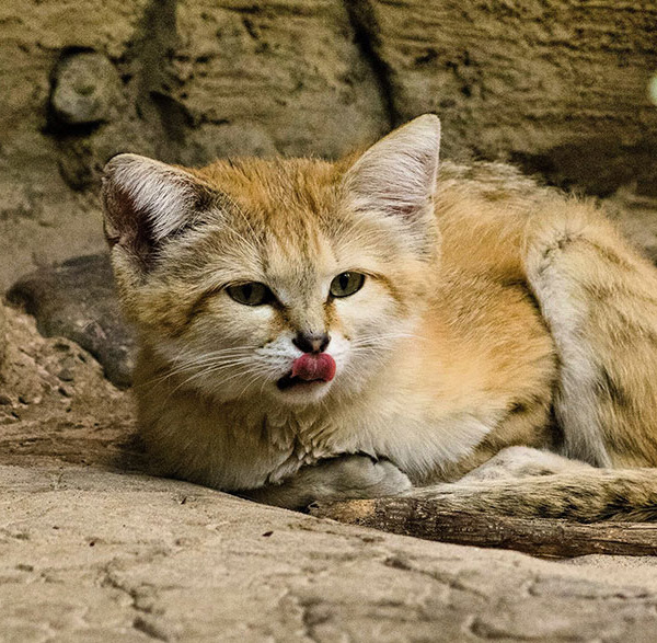 現在大注目されているスナネコとはどんな動物！？