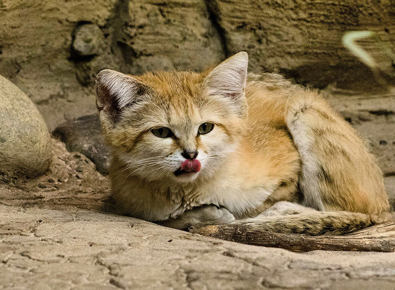 現在大注目されているスナネコとはどんな動物！？