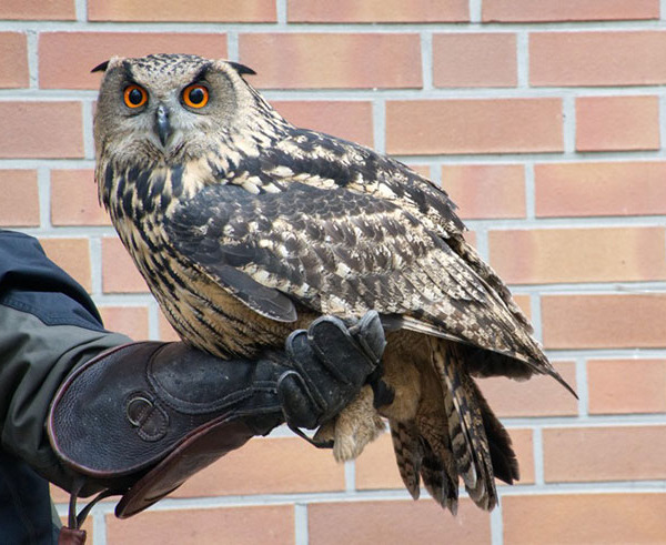 フクロウはペットとして飼う事って出来るの？ フクロウの生体価格など餌は何を食べるの？