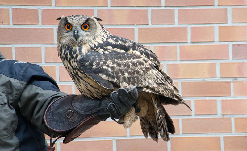 フクロウはペットとして飼う事って出来るの？ フクロウの生体価格など餌は何を食べるの？