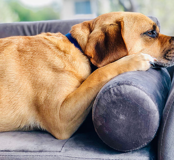 愛犬が飼い主を嫌いになる事なんてあるの！？犬の仕草で嫌われている事が分かる？