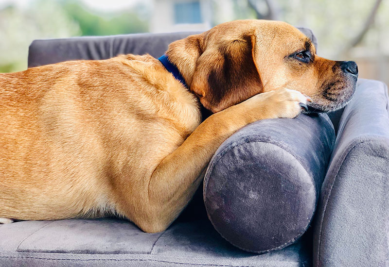 愛犬が飼い主を嫌いになる事なんてあるの！？犬の仕草で嫌われている事が分かる？